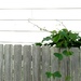 On the Fence by grammyn