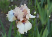 30th May 2023 - Irises Are In Bloom!