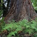 Trunk with fern skirt