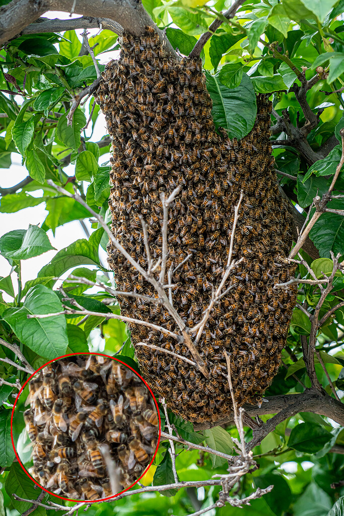 Honey, Bee Mine! by Weezilou