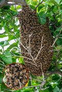 30th May 2023 - Honey, Bee Mine!