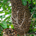 Honey, Bee Mine! by Weezilou