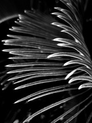 30th May 2023 - Frond
