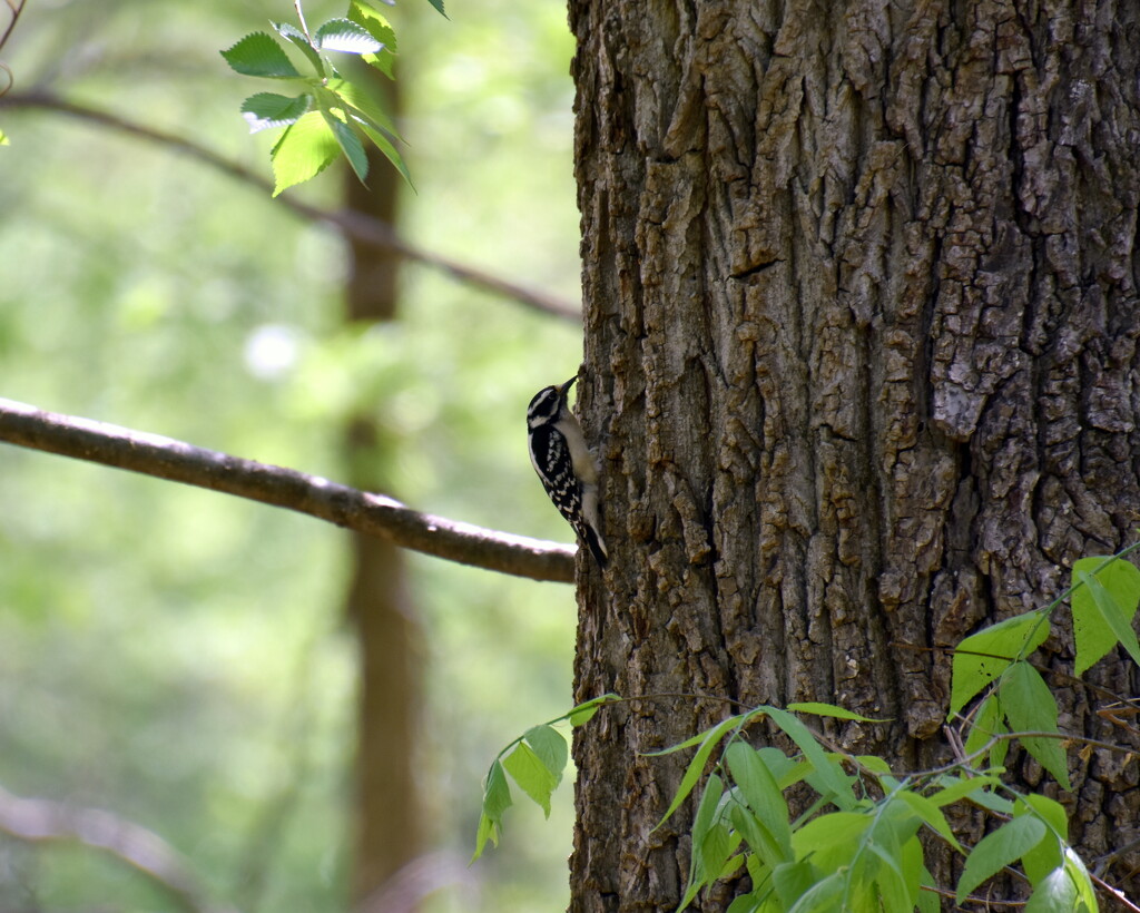 Downy Woodpecker by genealogygenie