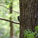 Downy Woodpecker by genealogygenie