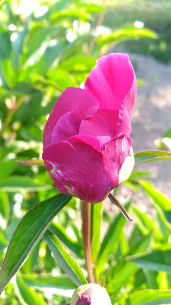 Peony Starting to Open by julie
