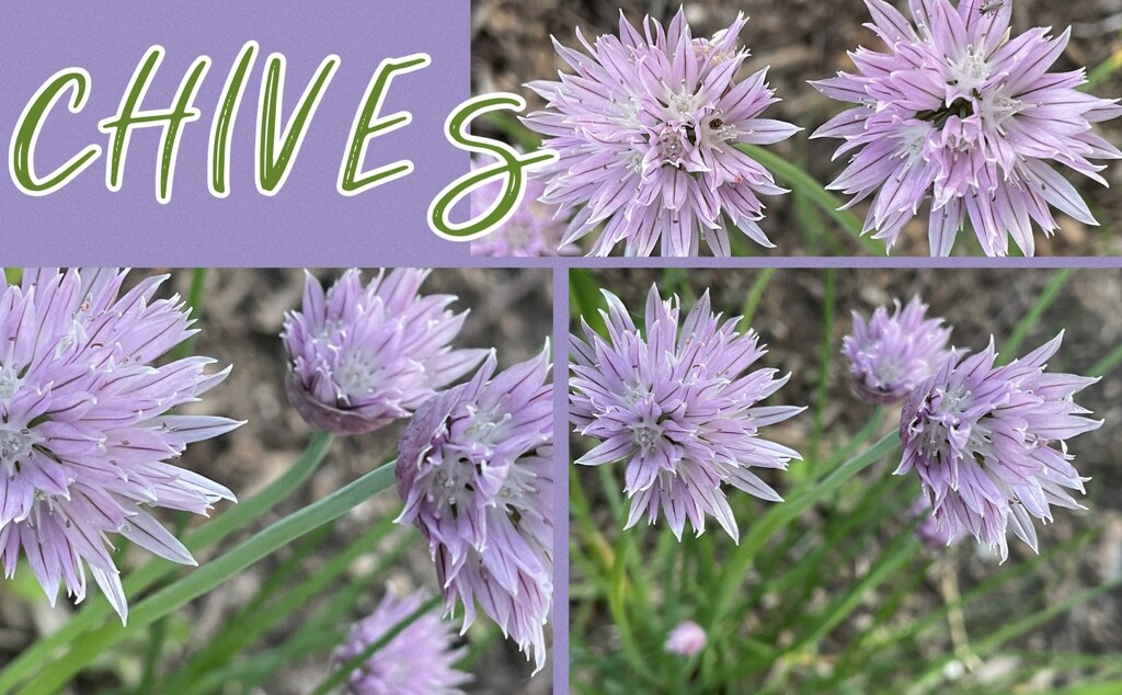 CHIVES by eahopp