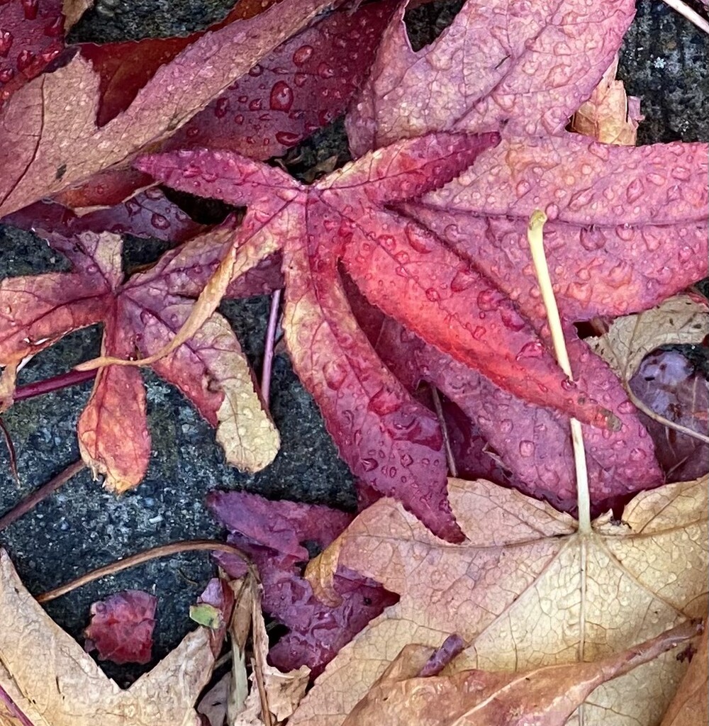 Autumn Joy. by antlamb