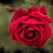 The last rose