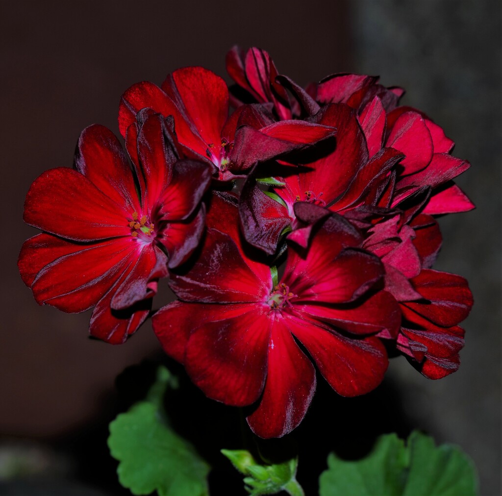 May 30  Geranium still going strong by sandlily