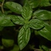 May 30 Basil 