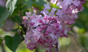4th May 2023 - Lilacs