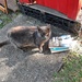 The Guard Cat 