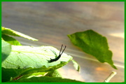 31st May 2023 - Puss moth caterpillar