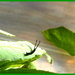 Puss moth caterpillar by steveandkerry