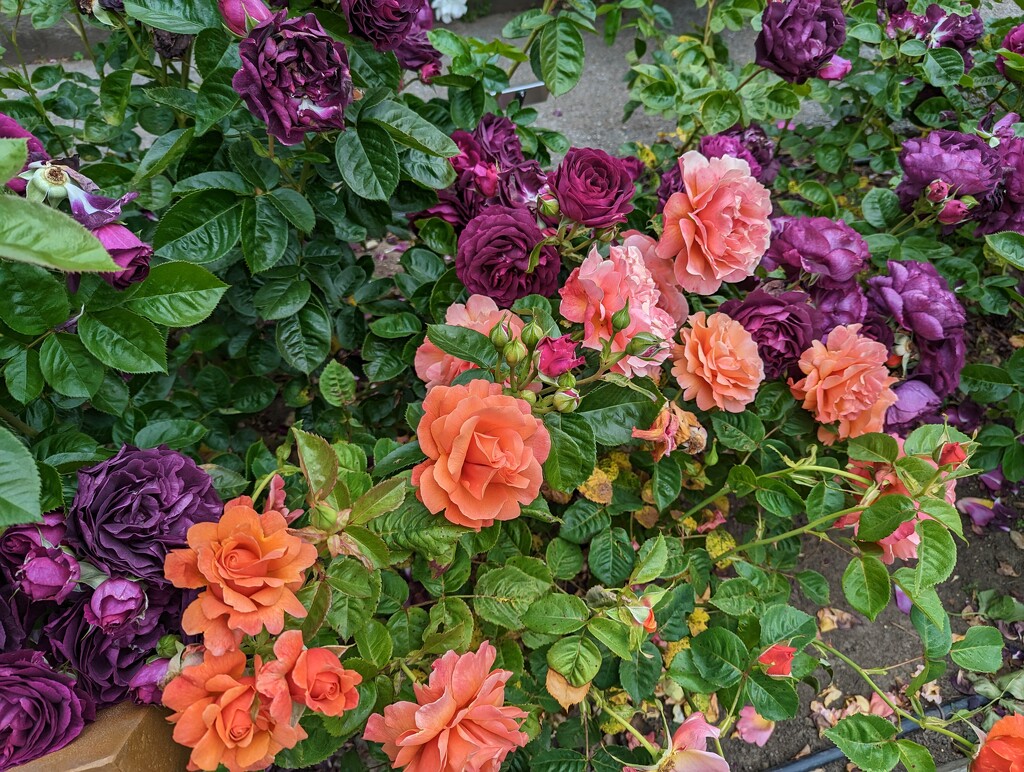 Rose Garden by kathybc