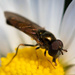 Bug on grass daisy by 365projectclmutlow