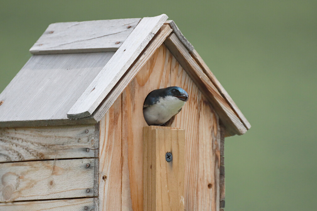 swallow in the bird house by gq