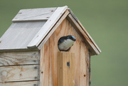 28th May 2023 - swallow in the bird house