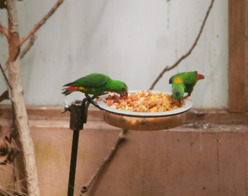 Little Green Parrots...... by cutekitty