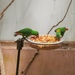 Little Green Parrots......