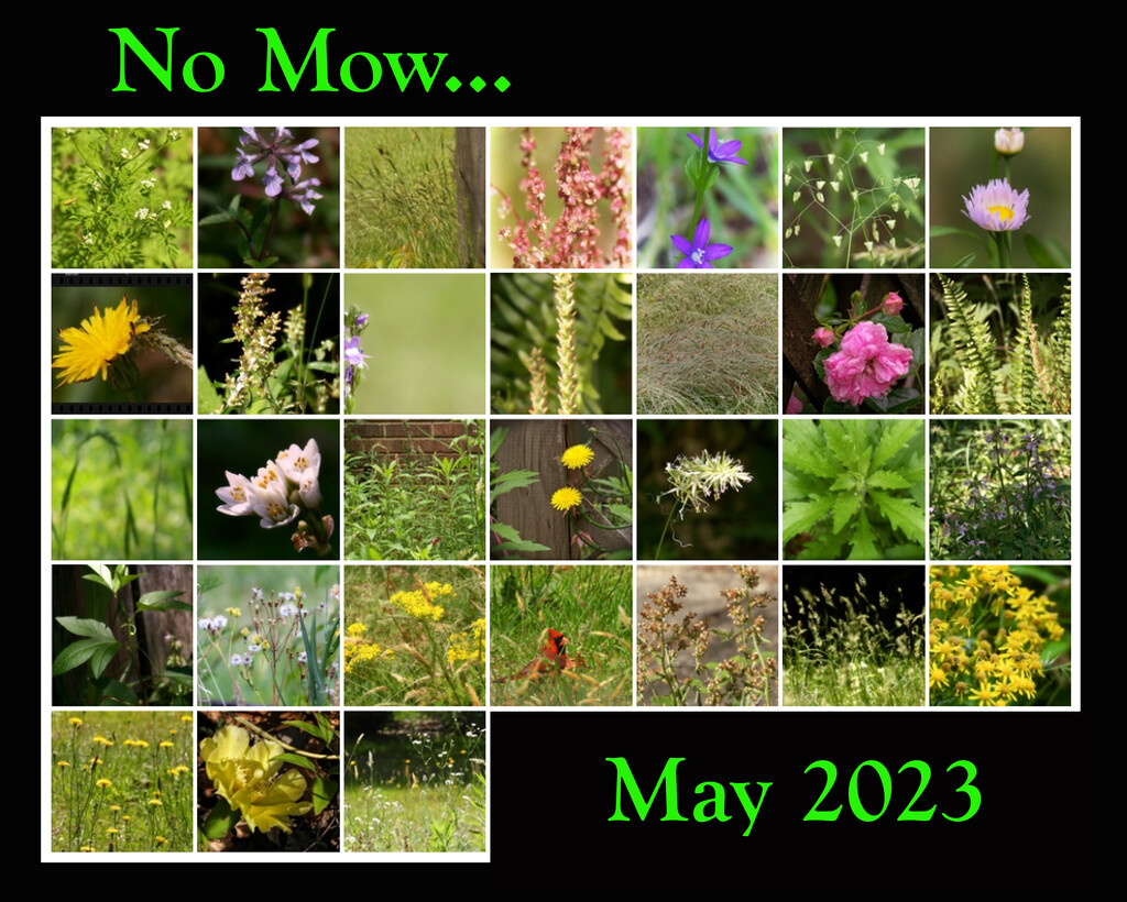 No Mow May 2023... by marlboromaam
