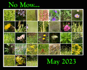 1st Jun 2023 - No Mow May 2023...