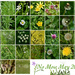 No mow May Calendar  by wakelys