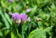 31st May 2023 - Chives