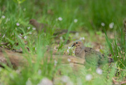 7th May 2023 - Mourning Doves