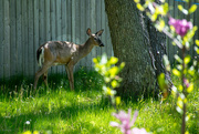 31st May 2023 - Whitetail deer 