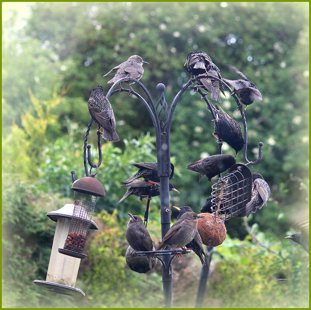  Noisy Birds.   by wendyfrost
