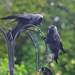 Two Jackdaws. by wendyfrost