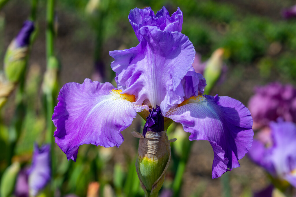 Iris by carole_sandford