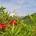 Flowery Meadow