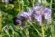 31st May 2023 - Red Bottomed Bumble Bee