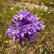 31st May 2023 - Purple Blossom