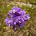 Purple Blossom by shutterbug49