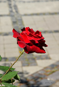 29th May 2023 - A sprig of roses...from Nagymaros!