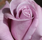 31st May 2023 - Lilac rose 