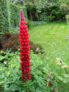 31st May 2023 - The Garden Lupin.........775
