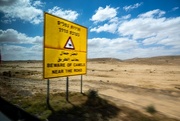 29th Apr 2023 - Beware of Camels