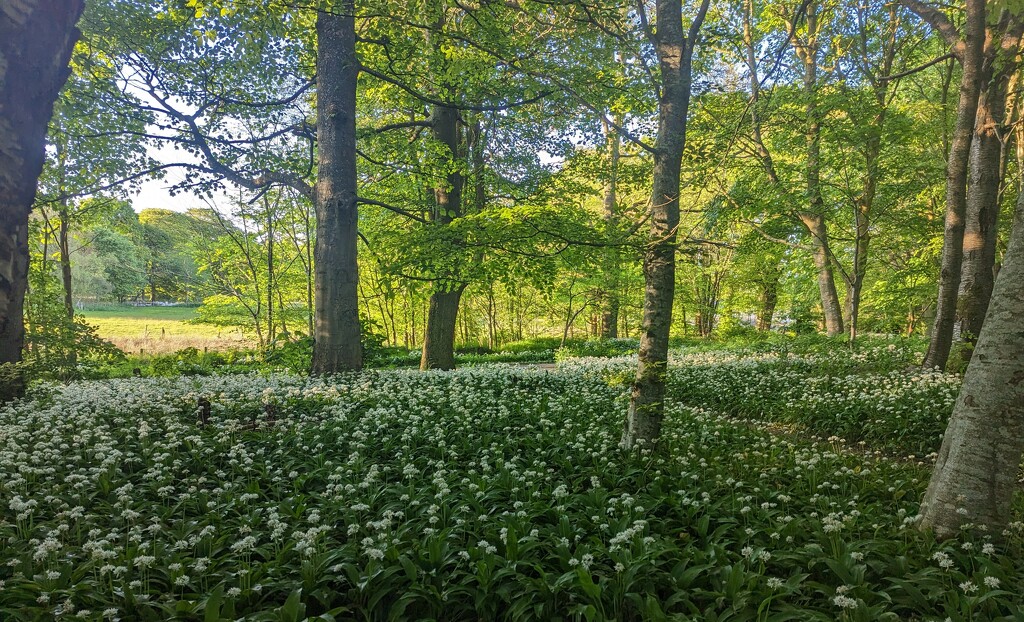 Wild garlic in the woods  by sarah19