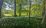 31st May 2023 - Wild garlic in the woods 