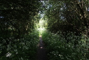 31st May 2023 - The path again