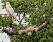 31st May 2023 - Red Kites