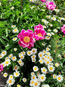 31st May 2023 - Chinese peony and Chrysanthemum