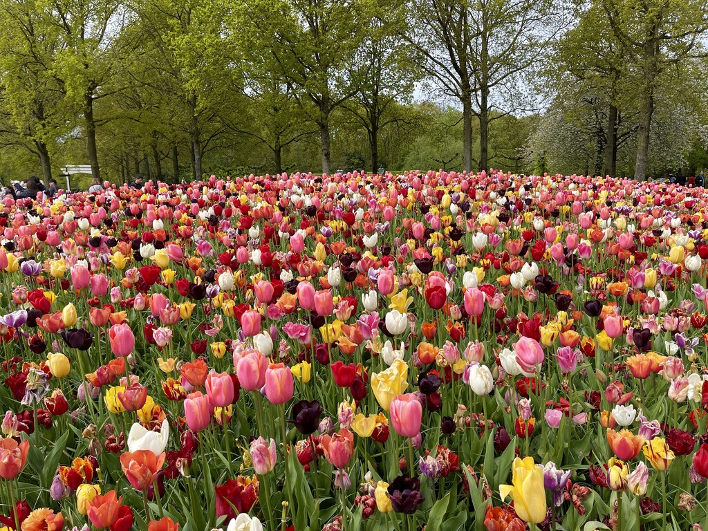 And a Field Full of Tulips by gardenfolk