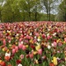 And a Field Full of Tulips