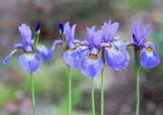31st May 2023 - Iris Setosa Blue Purple